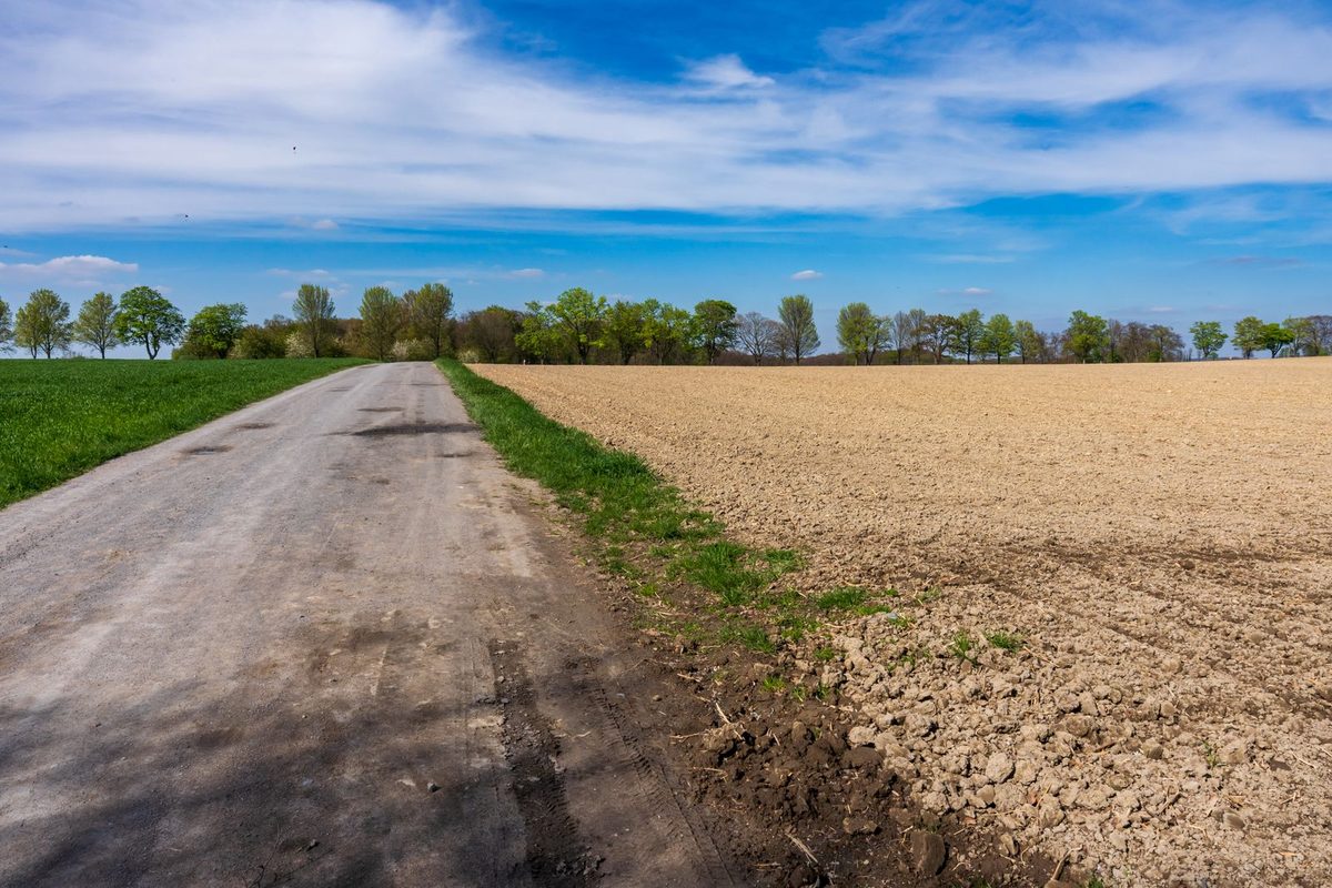 Camino de tierra entre campos de cultivo bajo un cielo azul con nubes